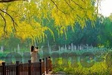 即时比分足球凤-即时比分足球，一场数字背后的激情与智慧较量
